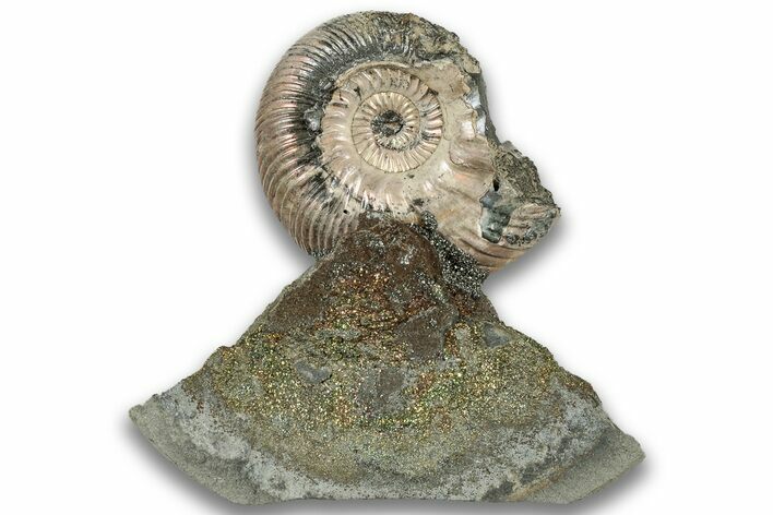 Iridescent, Pyritized Ammonite (Quenstedticeras) Fossil Display #324293
